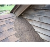Animal Droppings Outside of Home