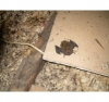 Bat in Attic