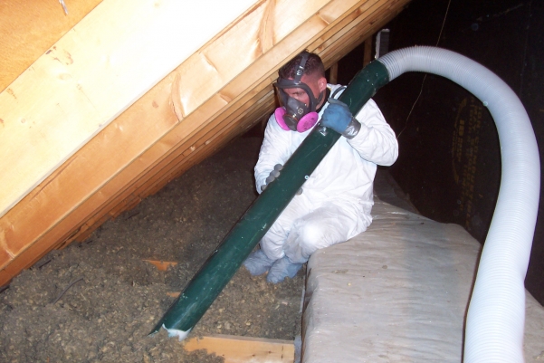 Critter Control of Ann Arbor technician vacuuming animal feces out of attic insulation