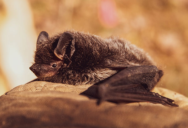 Bat removal in Ann Arbor