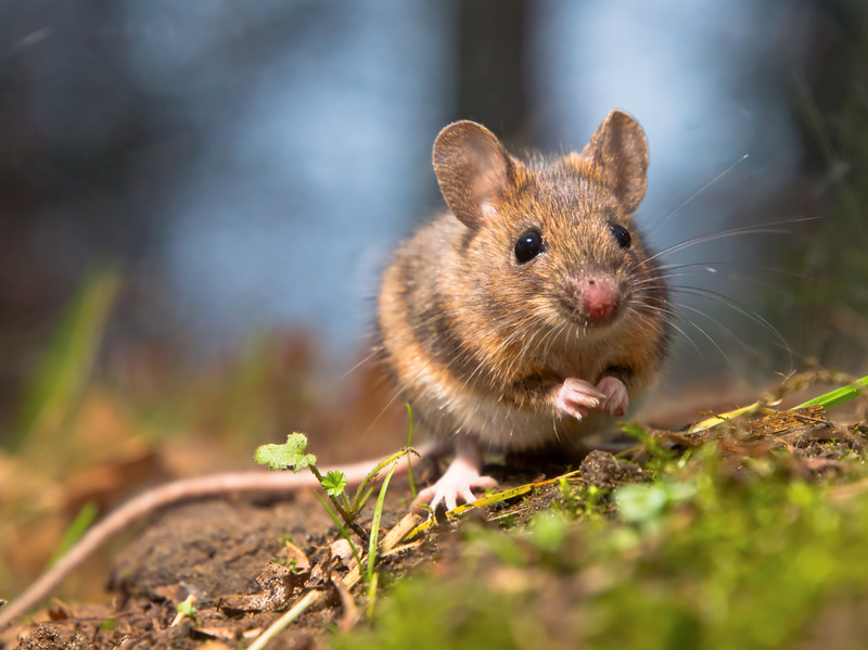 Mice control in house discount