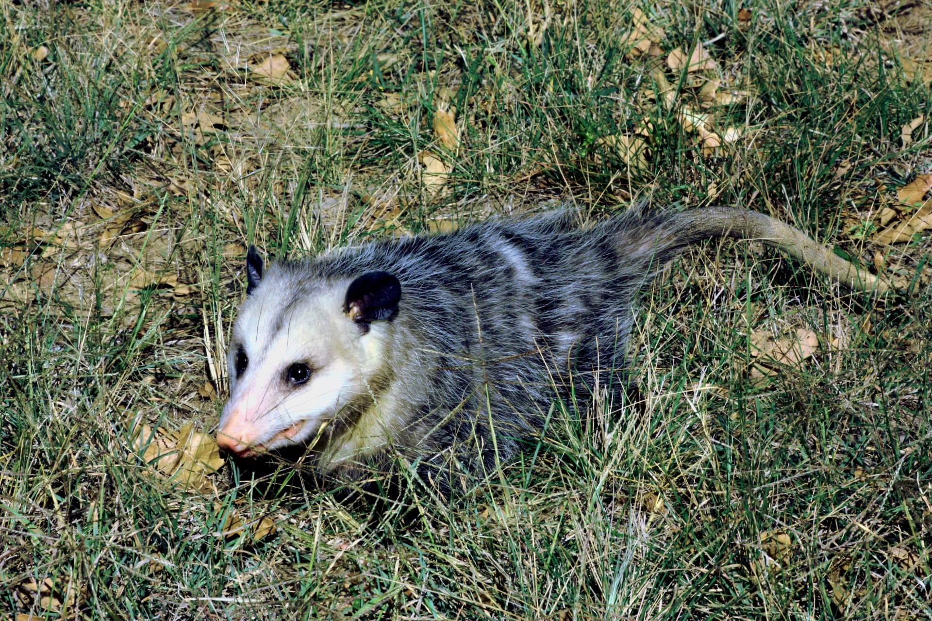 Commercial Wildlife Services in Ann Arbor 