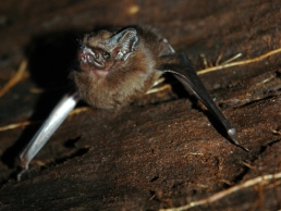 Bat in attic