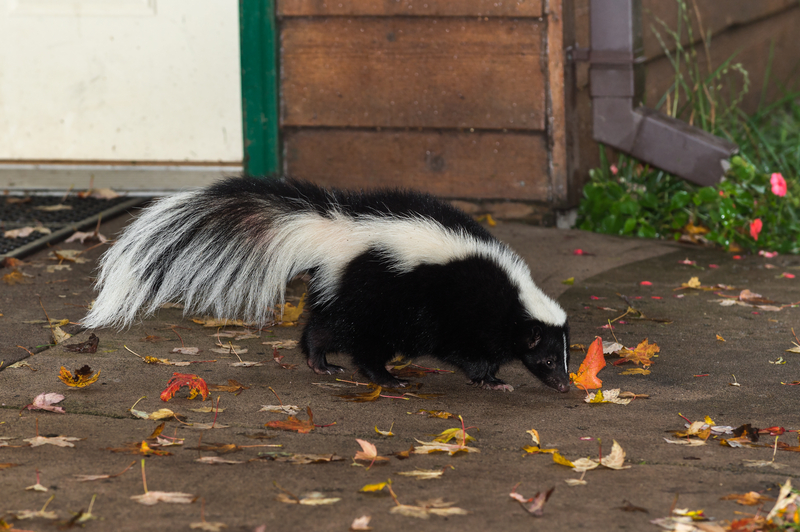 Skunk in Front of Garage in Ann Arbor