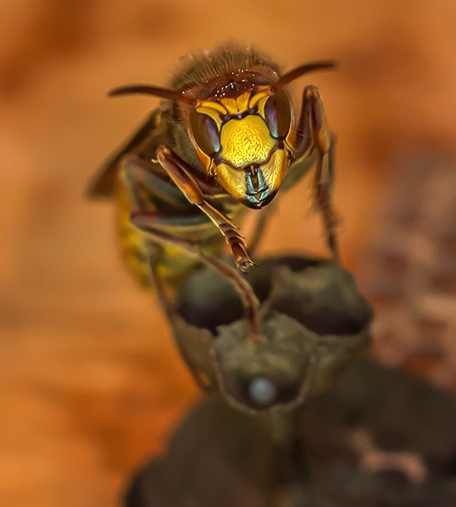 Stinging insect removal in Ann Arbor
