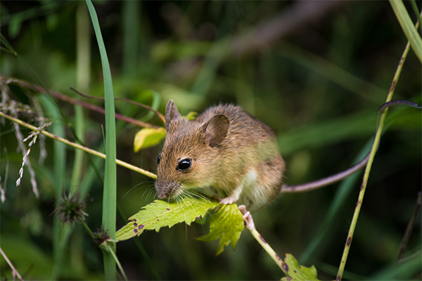Full-service wildlife removal in Ann Arbor