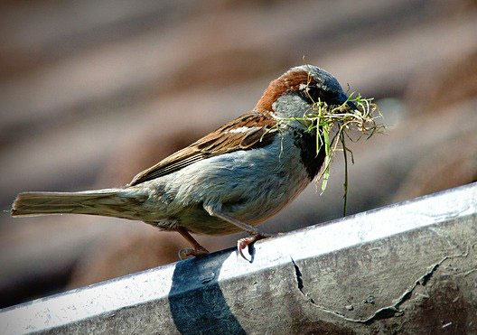 Bird removal in Ann Arbor