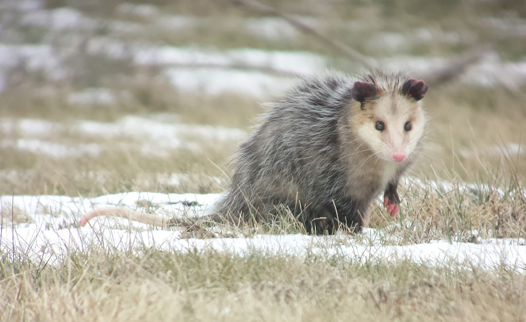 Opossum control services in Ann Arbor