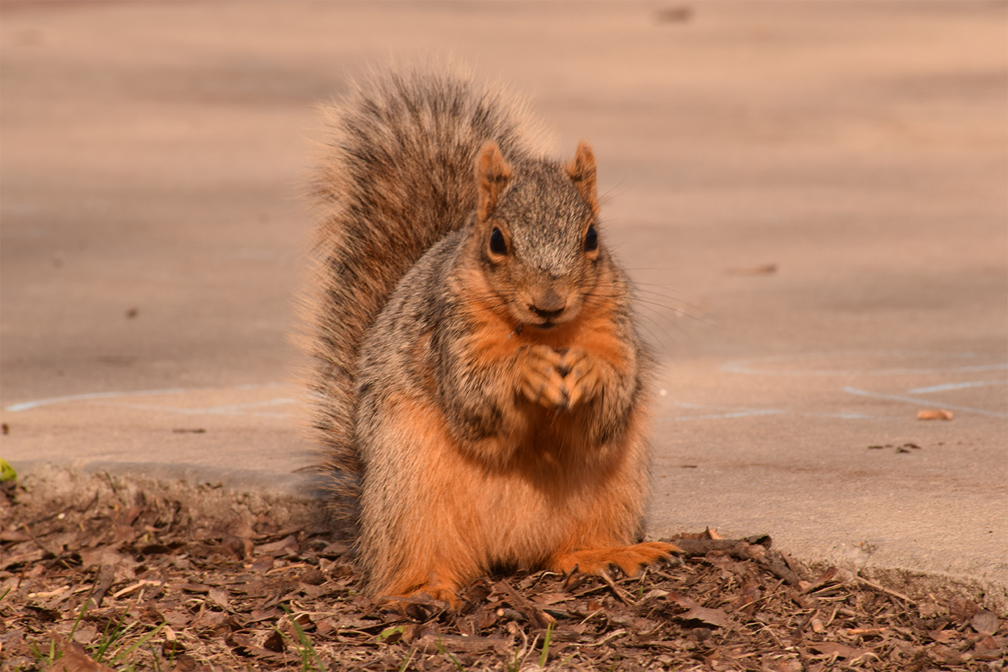Squirrel removal in Ann Arbor