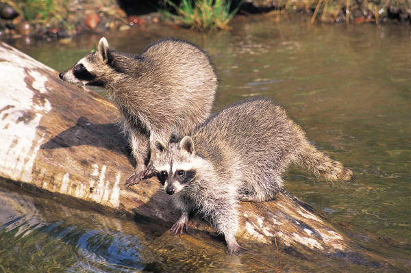 Raccoon infestation in Ann Arbor 