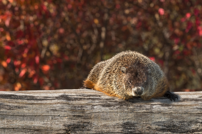 Groundhog/Woodchuck removal in Ann Arbor