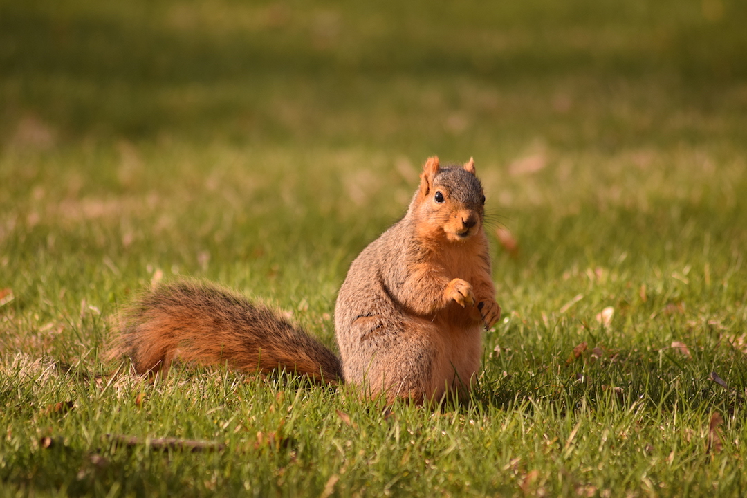 Squirrel infestation in Ann Arbor 