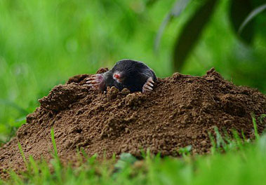 Ground Mole Peeking Out of Molehill in Ann Arbor Yard