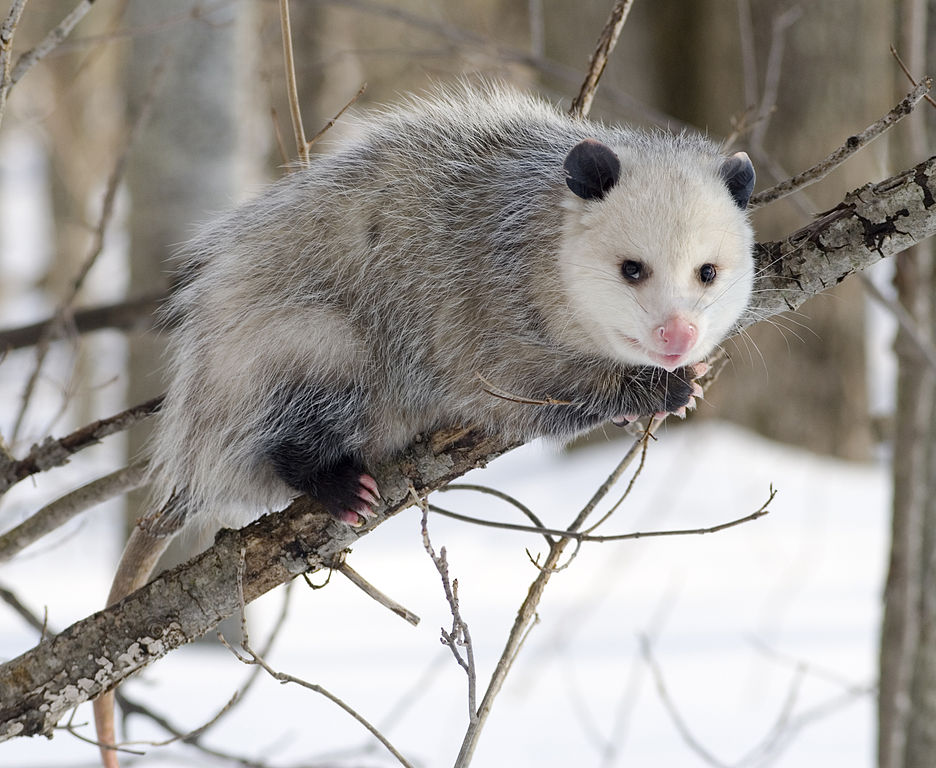 Opossum removal in Ann Arbor
