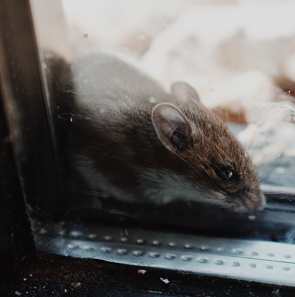 Brown Mouse in Ann Arbor door