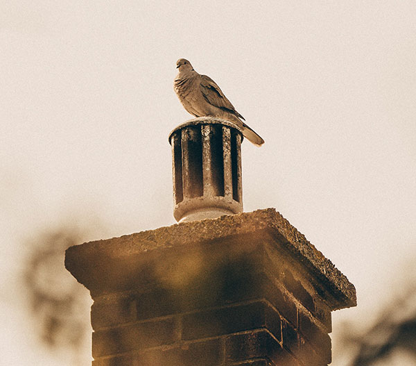 Pigeon Perched on Chimney